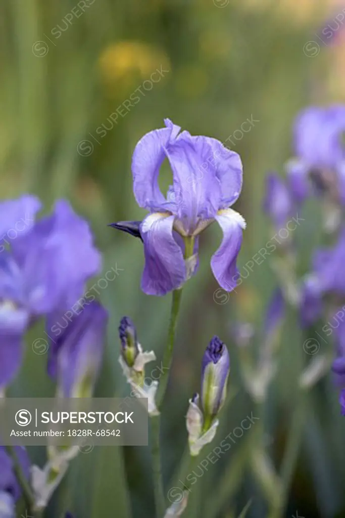Purple Irises, Royal Botanical Gardens, Hamilton, Ontario, Canada