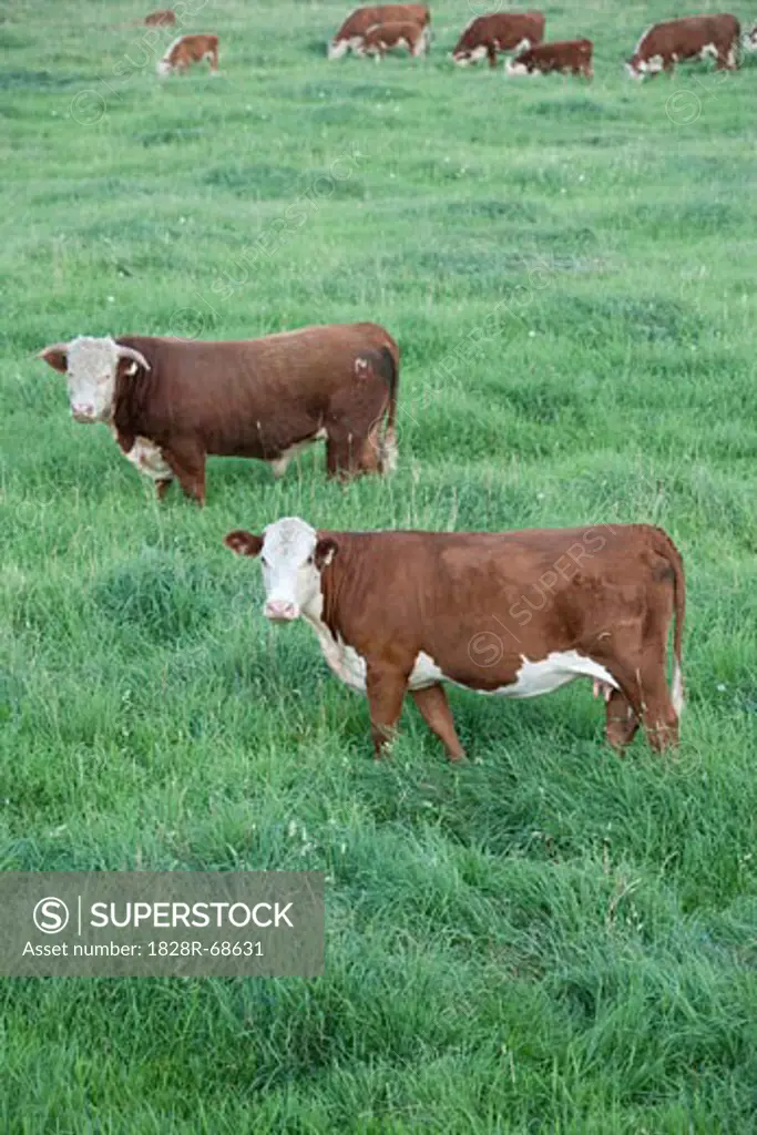 Cows in a Field