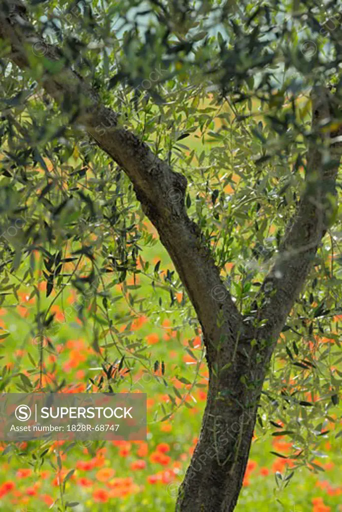Olive Tree, Castiglione d'Orcia, Siena Province, Val d'Orcia, Tuscany, Italy