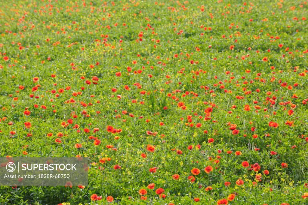 Poppies, Castiglione d'Orcia, Siena Province, Val d'Orcia, Tuscany, Italy