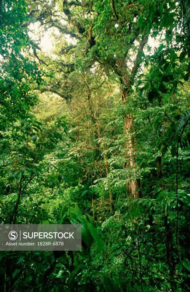 Rainforest, Monteverde, Costa Rica   