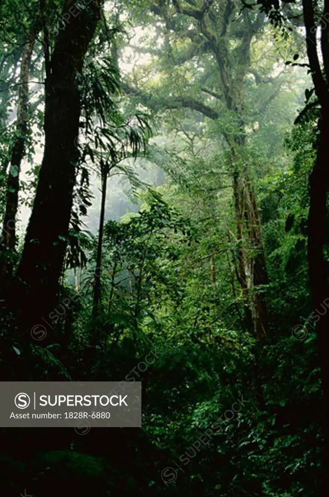 Rainforest, Monteverde, Costa Rica   