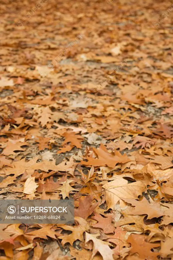 Close-up of Autumn Leaves on the Ground