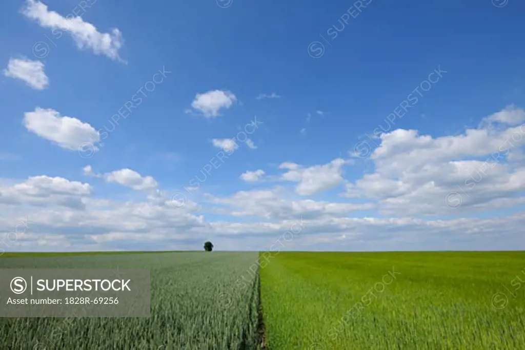 Corn and Barley Field, Alzey, Alzey-Worms, Rhineland-Palatinate, Germany