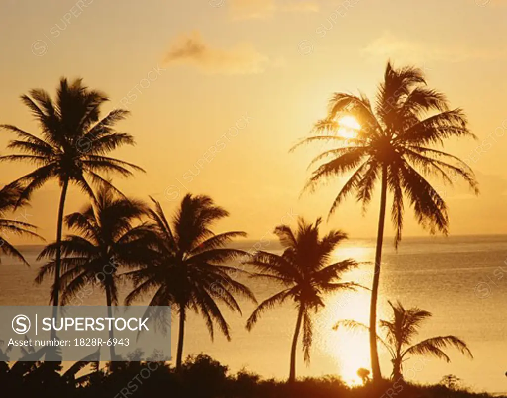 Sunset over Palm Trees, Oahu, Hawaii, USA   