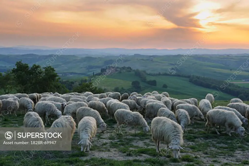 Flock of Sheep, Montecontieri, Asciano, Tuscany, Italy