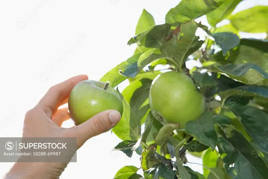 Woman Picking Apple