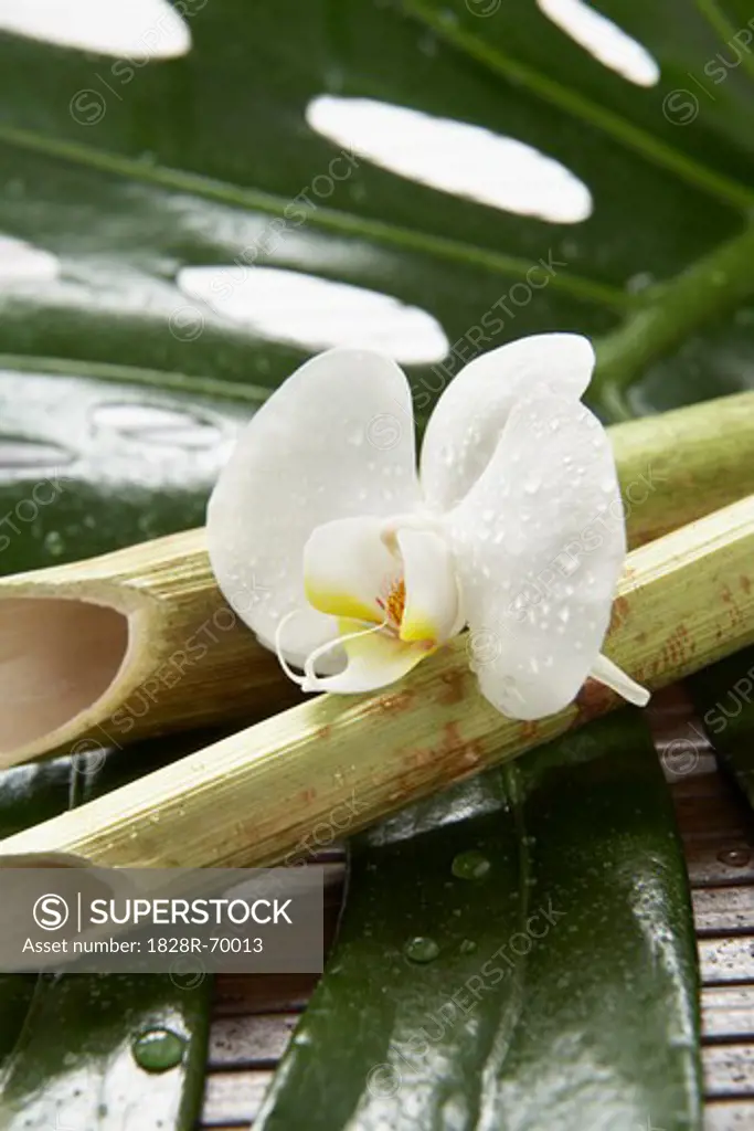 Orchid and Bamboo