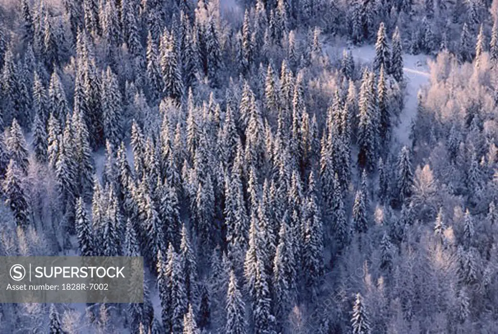 Snow on Trees, Northern British Columbia, Canada   