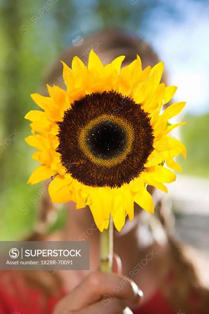 Woman Holding a Sunflower, Steamboat Springs, Routt County, Colorado, USA