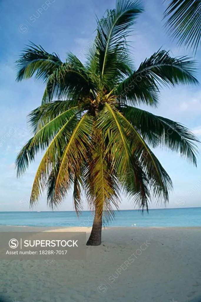 Palm Tree, Seven Mile Beach, Grand Cayman, Cayman Island   