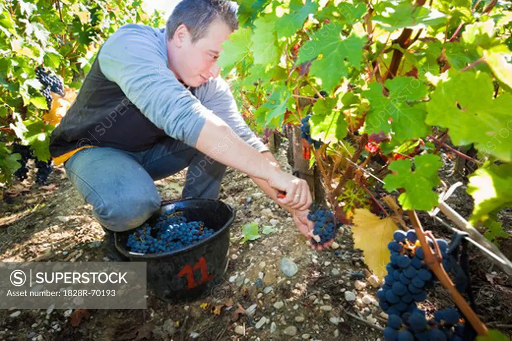 Man Picking Grapes at Vineyard, Pauillac, Gironde, Aquitane, France