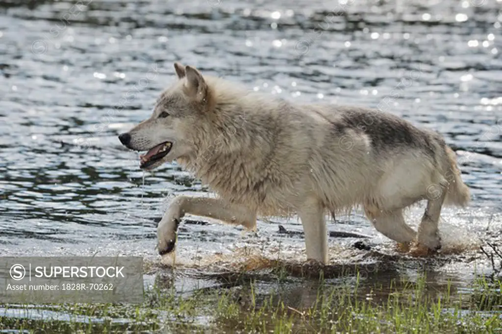 Gray Wolf in Water, Minnesota, USA