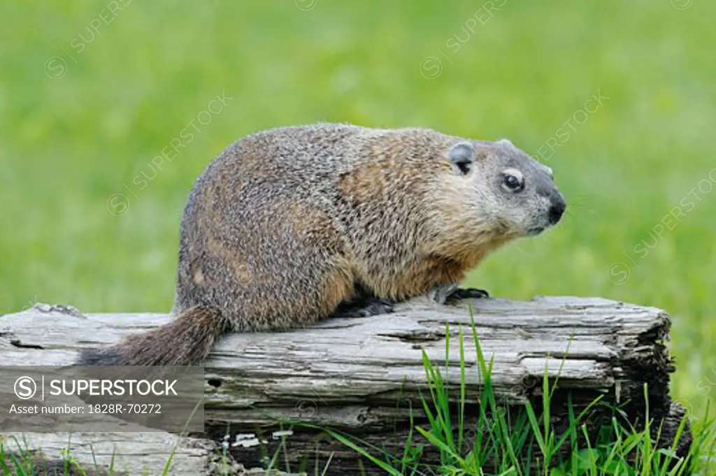 Groundhog, Minnesota, USA