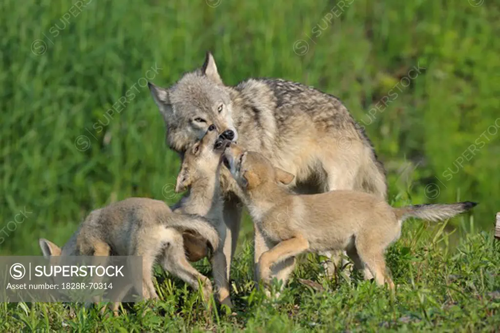 Gray Wolf with Pups, Minnesota, USA