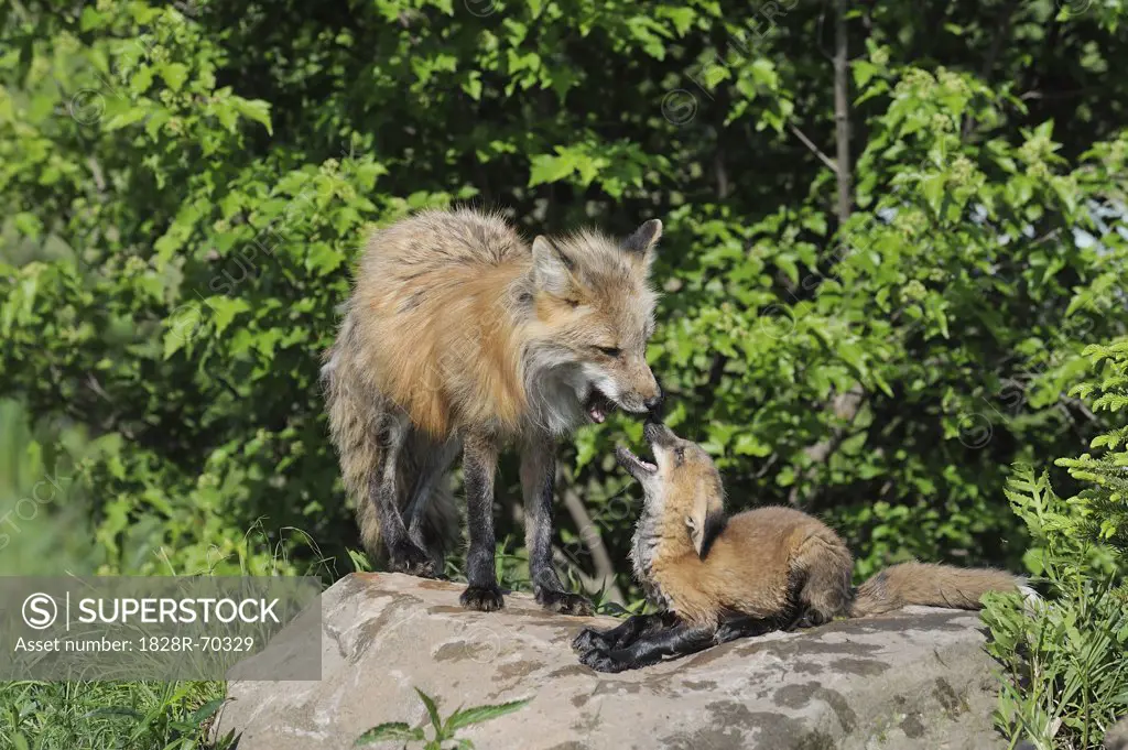 American Red Fox with Pup, Minnesota, USA