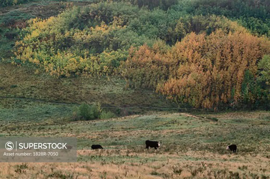Cattle in Field near Cochrane, Alberta, Canada   