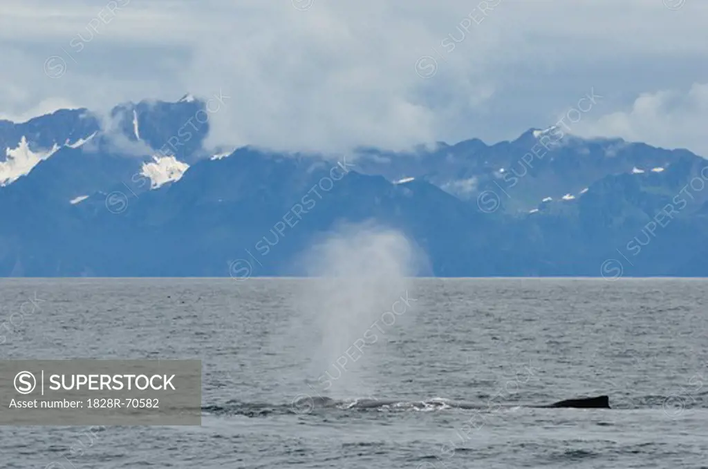 Humpback Whales, Kenai Fjords National Park, Alaska, USA