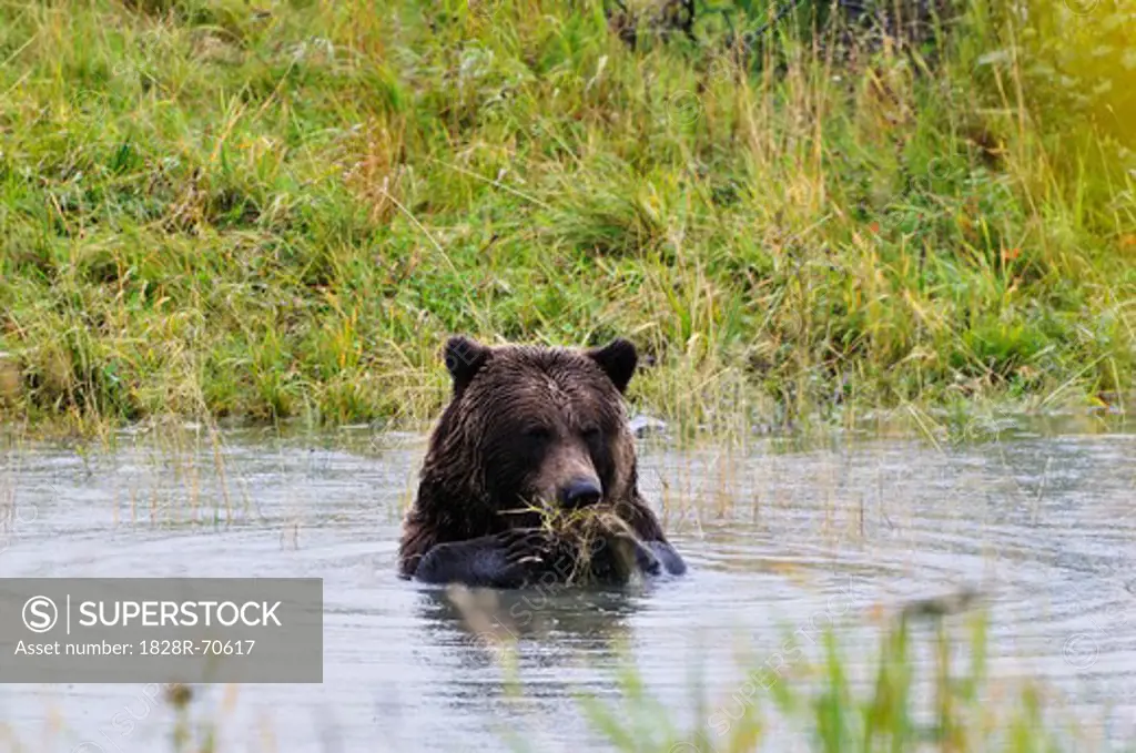 Grizzly Bear, Kenai Wildlife Preserve, Kenai Peninsula, Alaska, USA