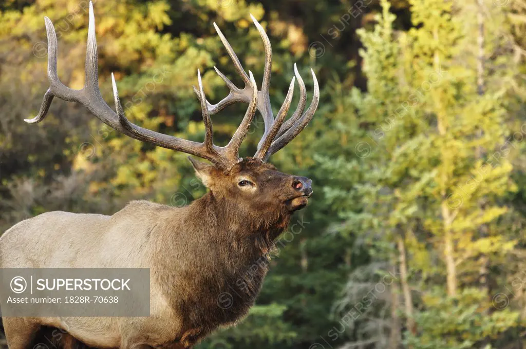 Elk, Jasper National Park, Alberta, Canada