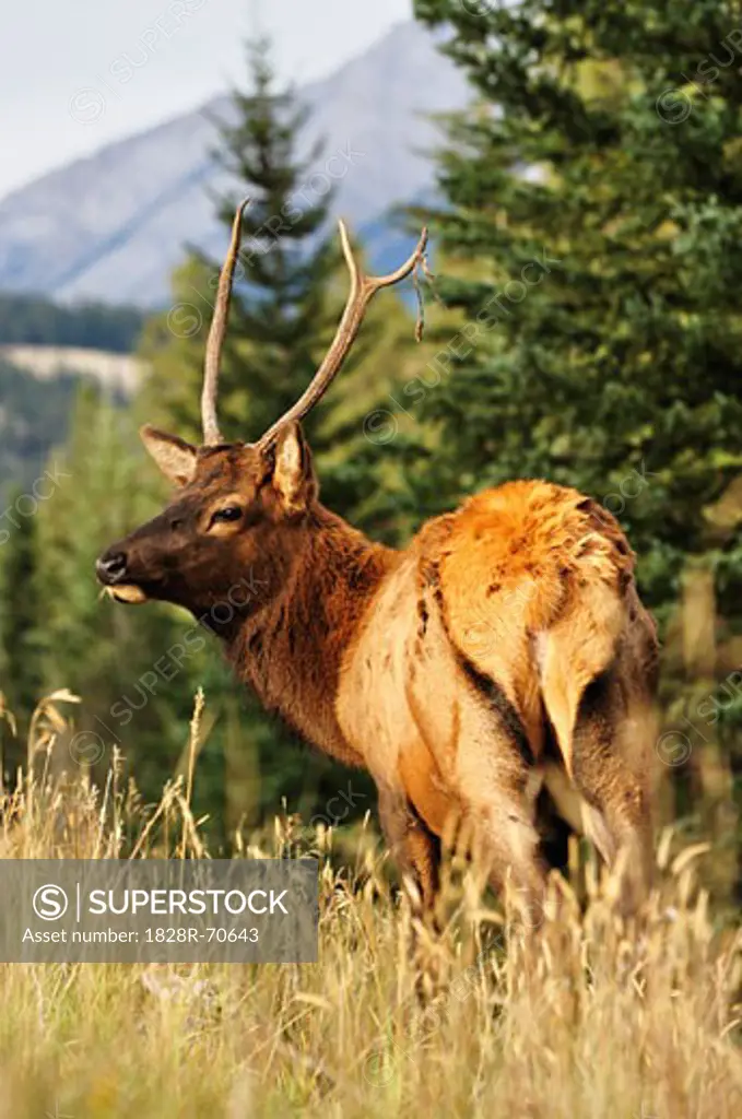 Elk, Jasper National Park, Alberta, Canada