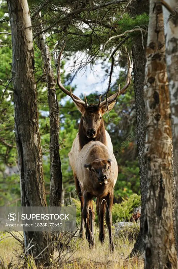 Elk Mating, Jasper National Park, Alberta, Canada