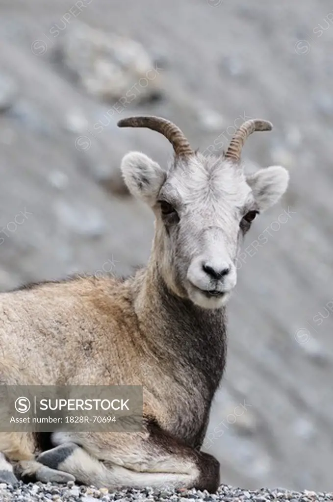 Portrait of Stone Sheep, Stone Mountain Provincial Park, British Columbia, Canada