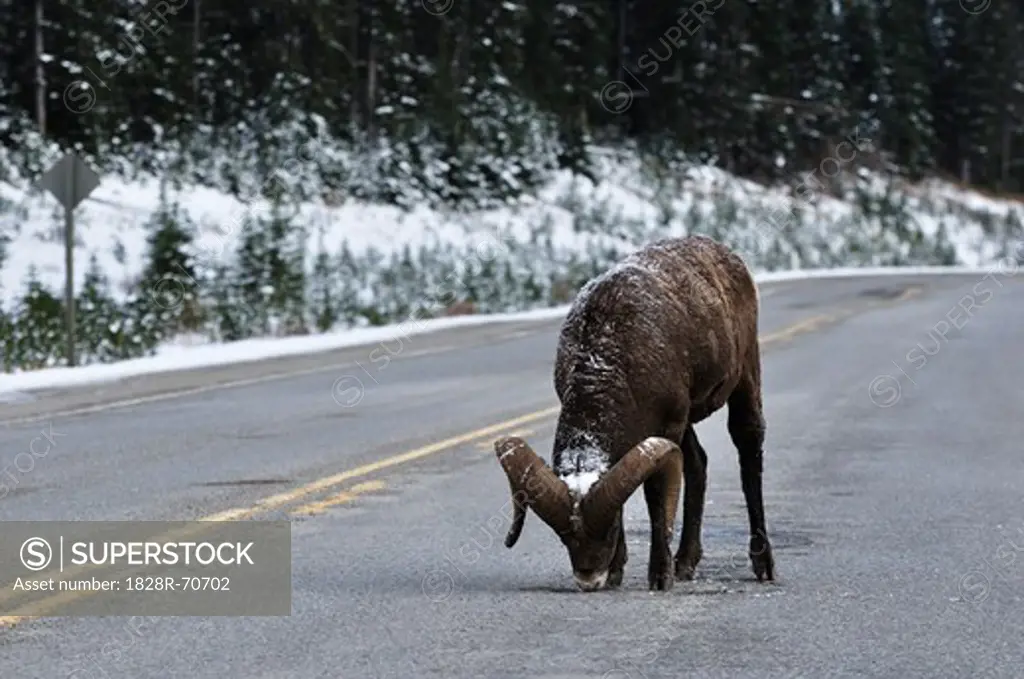 Bighhorn Sheep Licking Salt on the Road, Kananaskis Country, Alberta, Canada