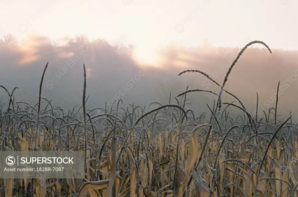 Corn Field at Sunset New Hampshire, USA   