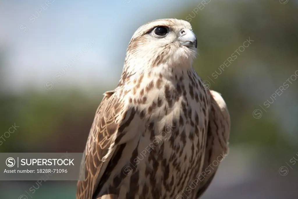 Portrait of Falcon