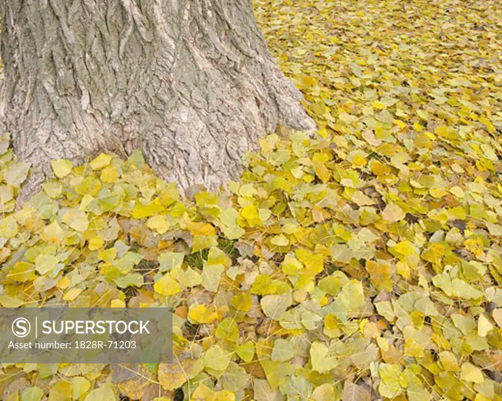Leaves in Autumn, Nuremberg, Bavaria, Germany