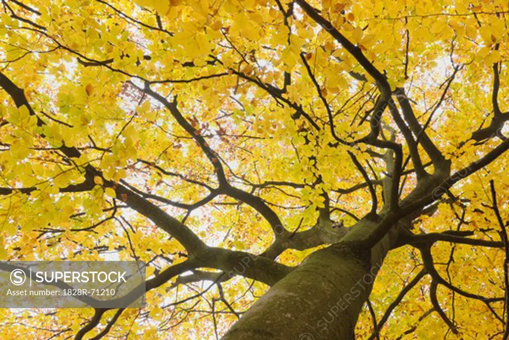 Beech tree in Autumn, Spessart, Bavaria, Germany