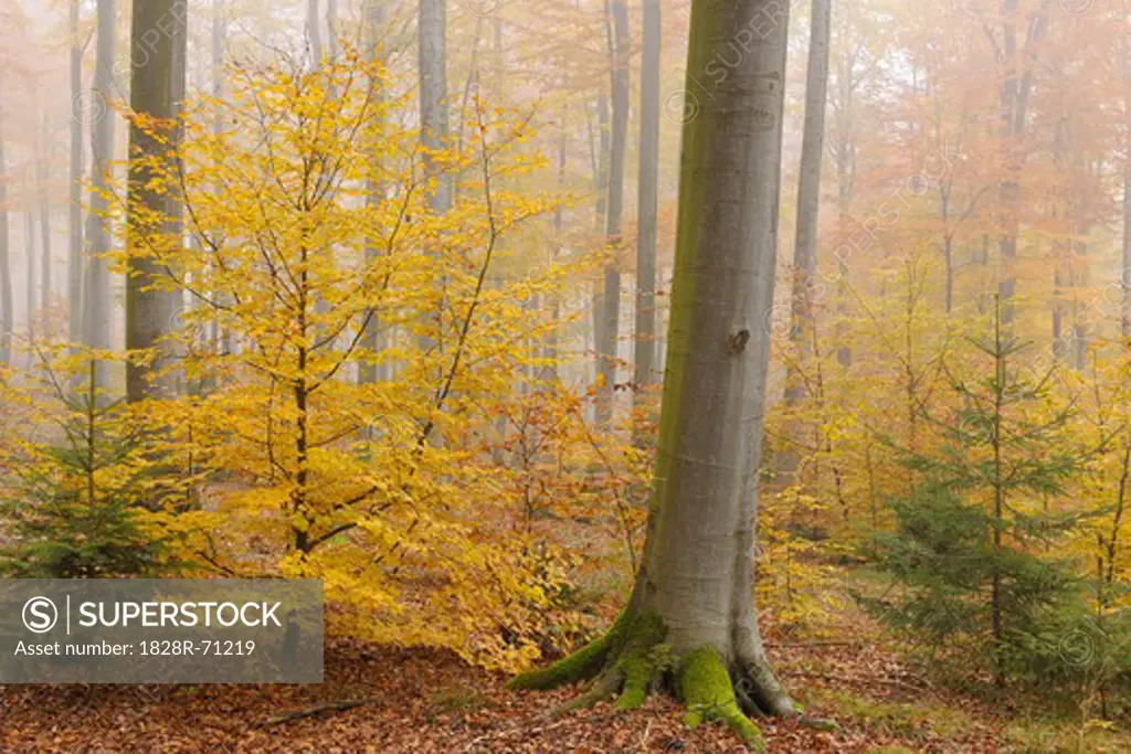 Beech Forest, Spessart, Bavaria, Germany