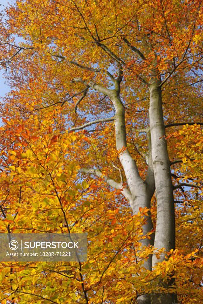 Beech Tree in Autumn, Spessart, Bavaria, Germany