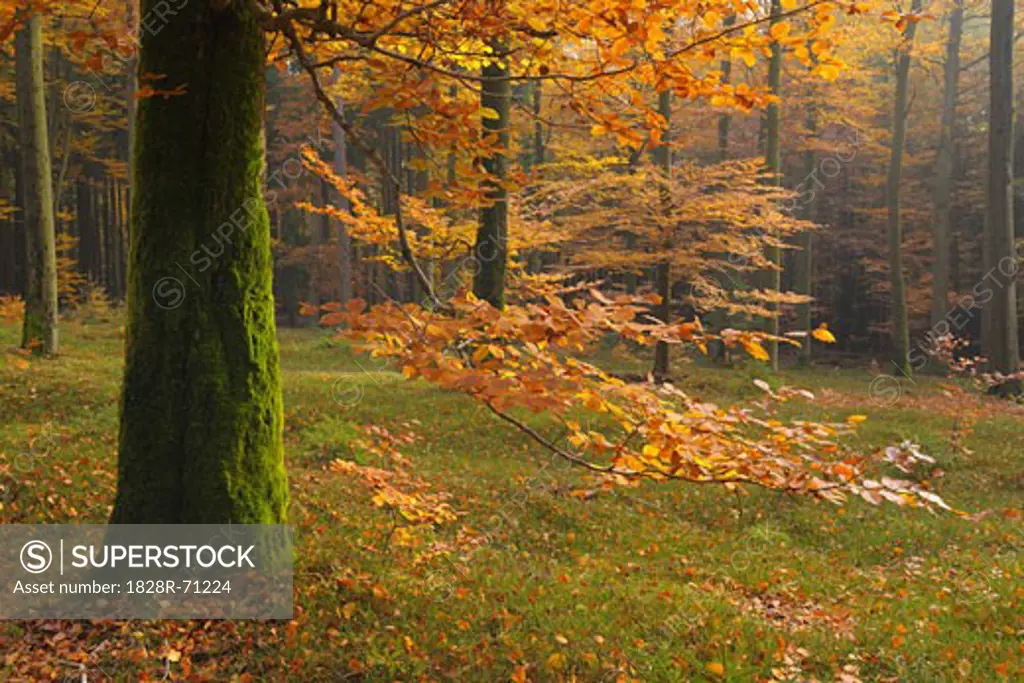 Beech Forest in Autumn, Spessart, Bavaria, Germany