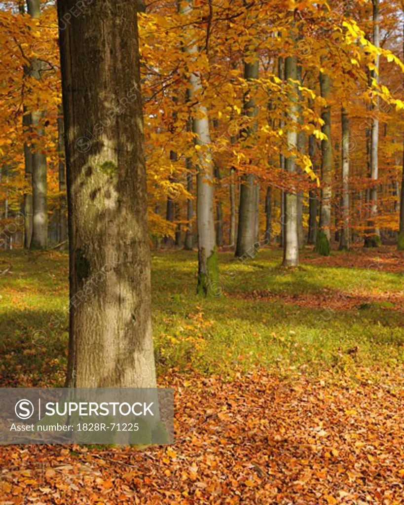 Beech Forest in Autumn, Spessart, Bavaria, Germany