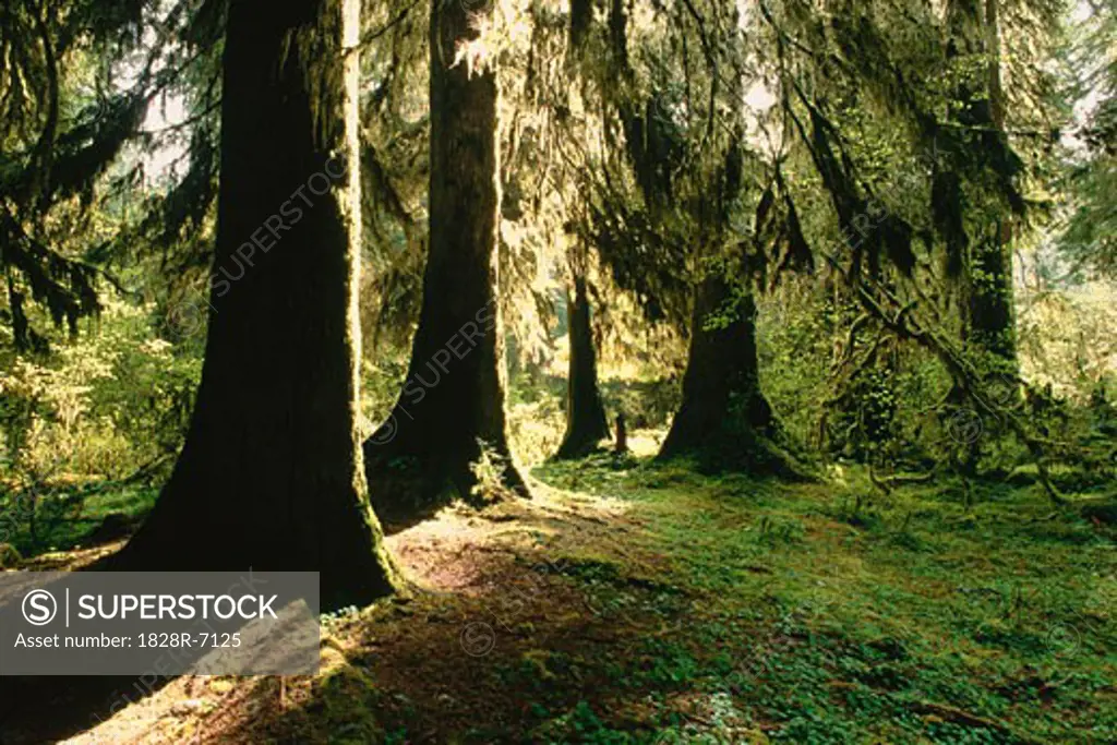 Hall of Mosses Trail, Olympic National Park, Washington, USA   