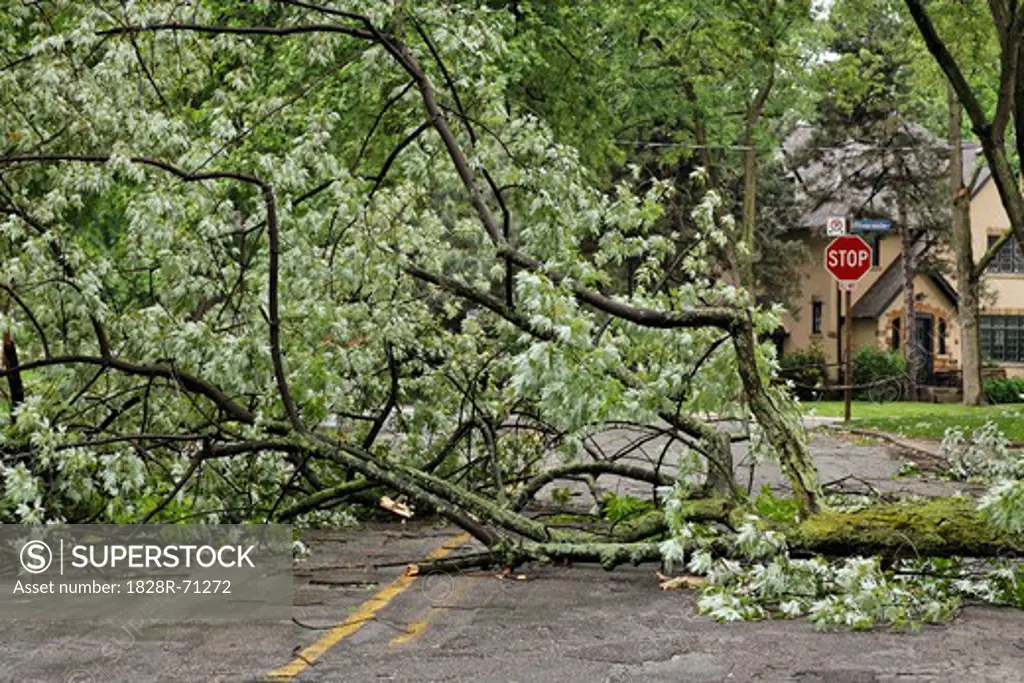 Fallen Tree on Road, Toronto, Ontario, Canada