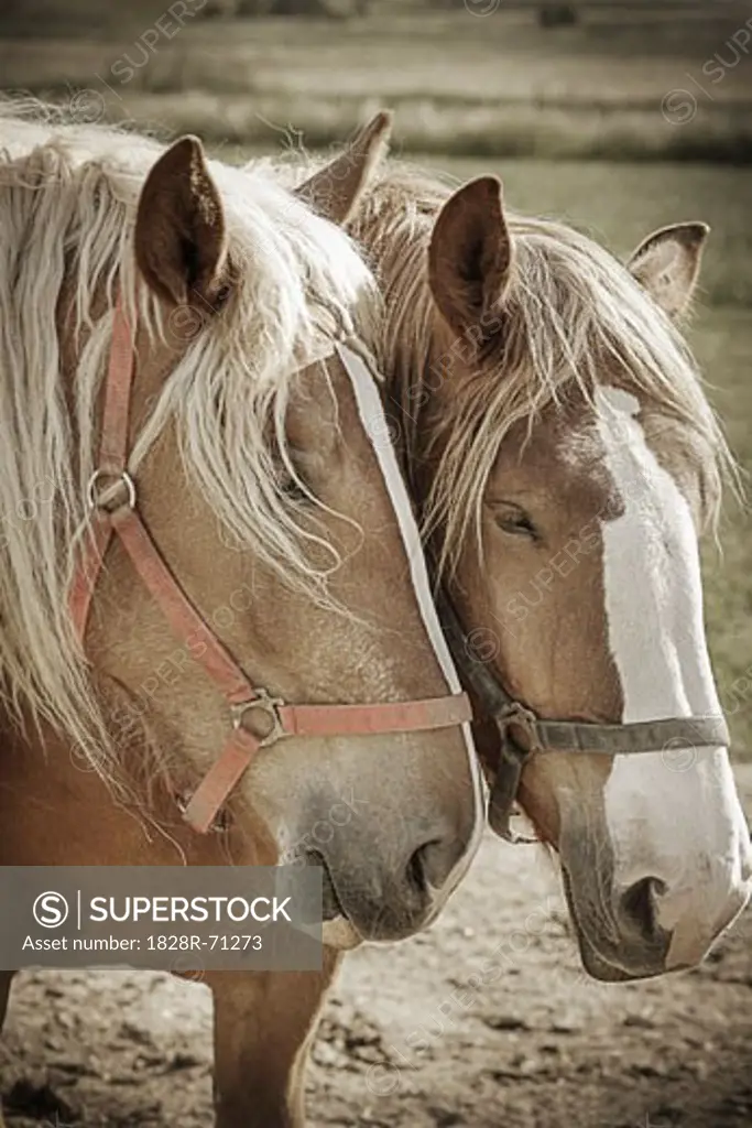Portrait of Two Horses