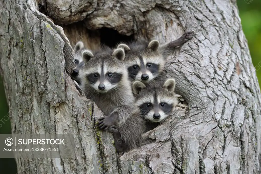 Baby Raccoons, Minnesota, USA