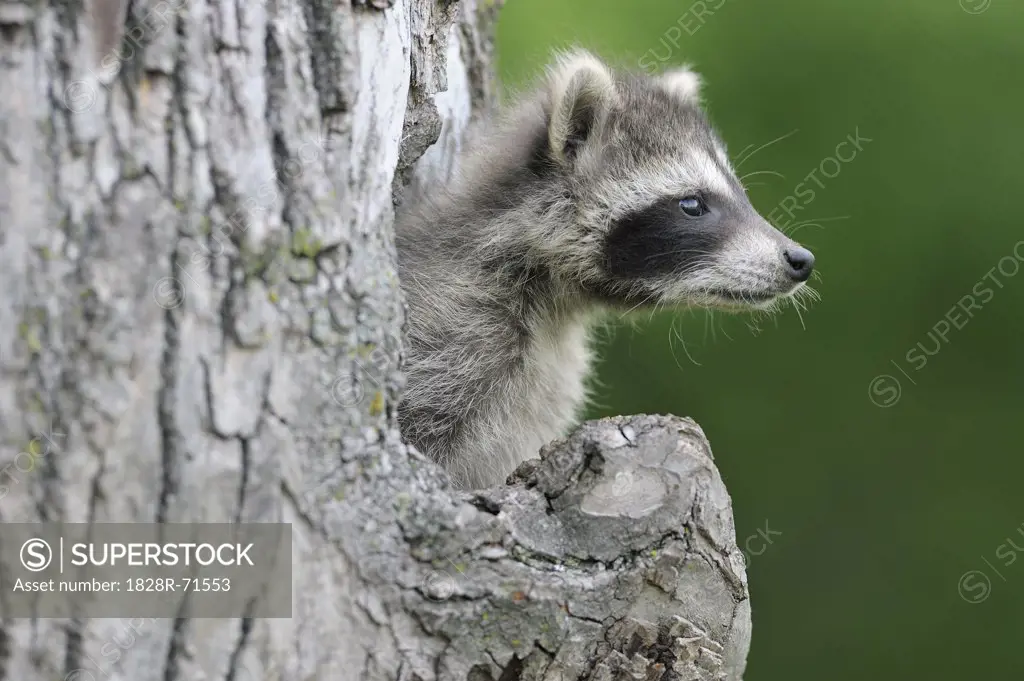 Baby Raccoon, Minnesota, USA