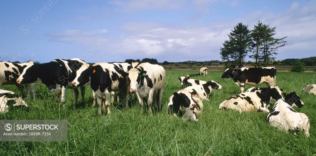 Dairy Cattle near Tillamook, Oregon, USA   