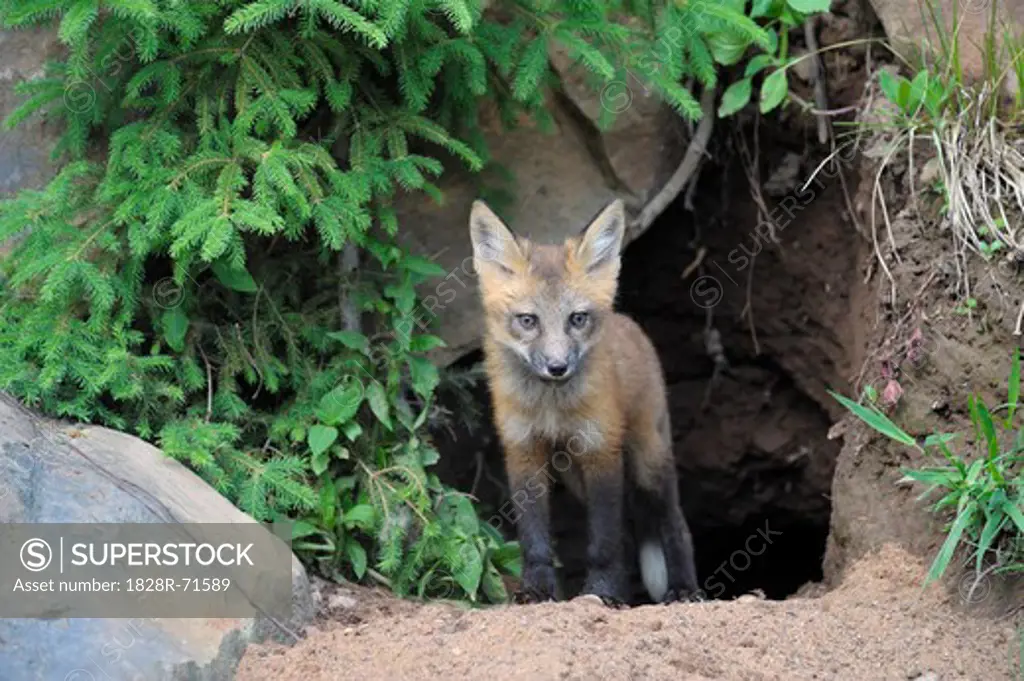 Portrait of American Red Fox, Minnesota, USA
