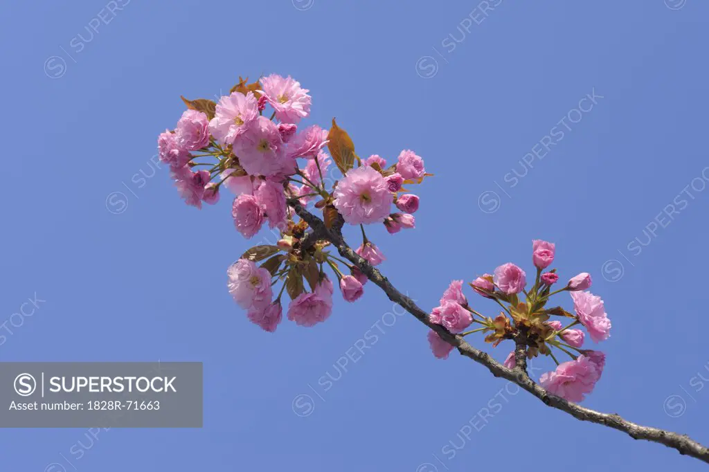 Cherry Blossom, Lake Neusiedl, Illmitz, Burgenland, Austria