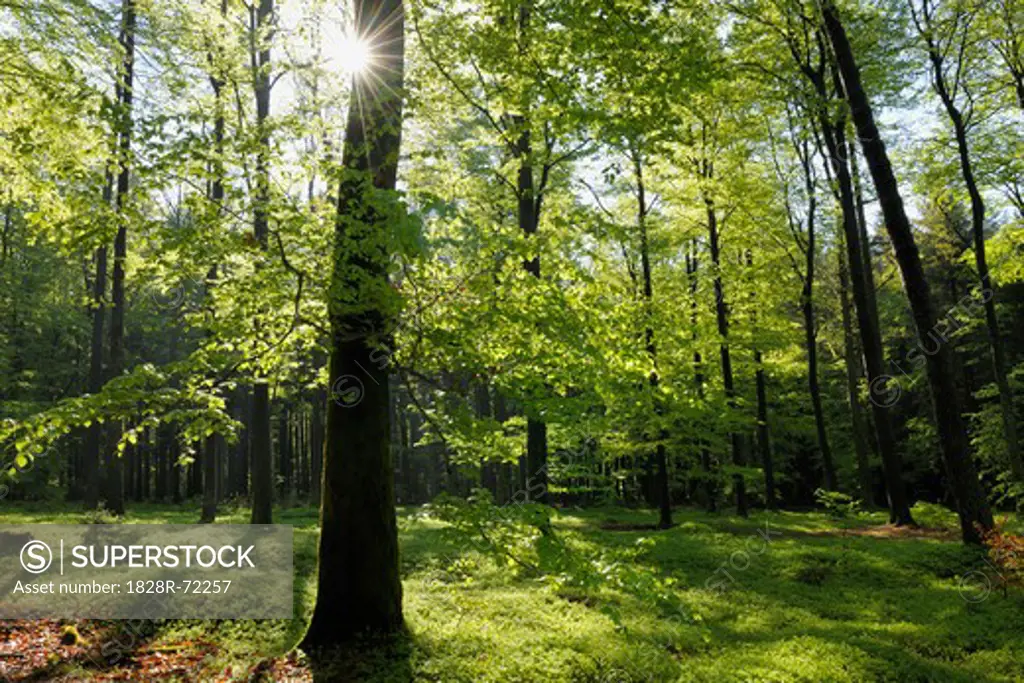 Beech Forest in Spring, Spessart, Bavaria, Germany