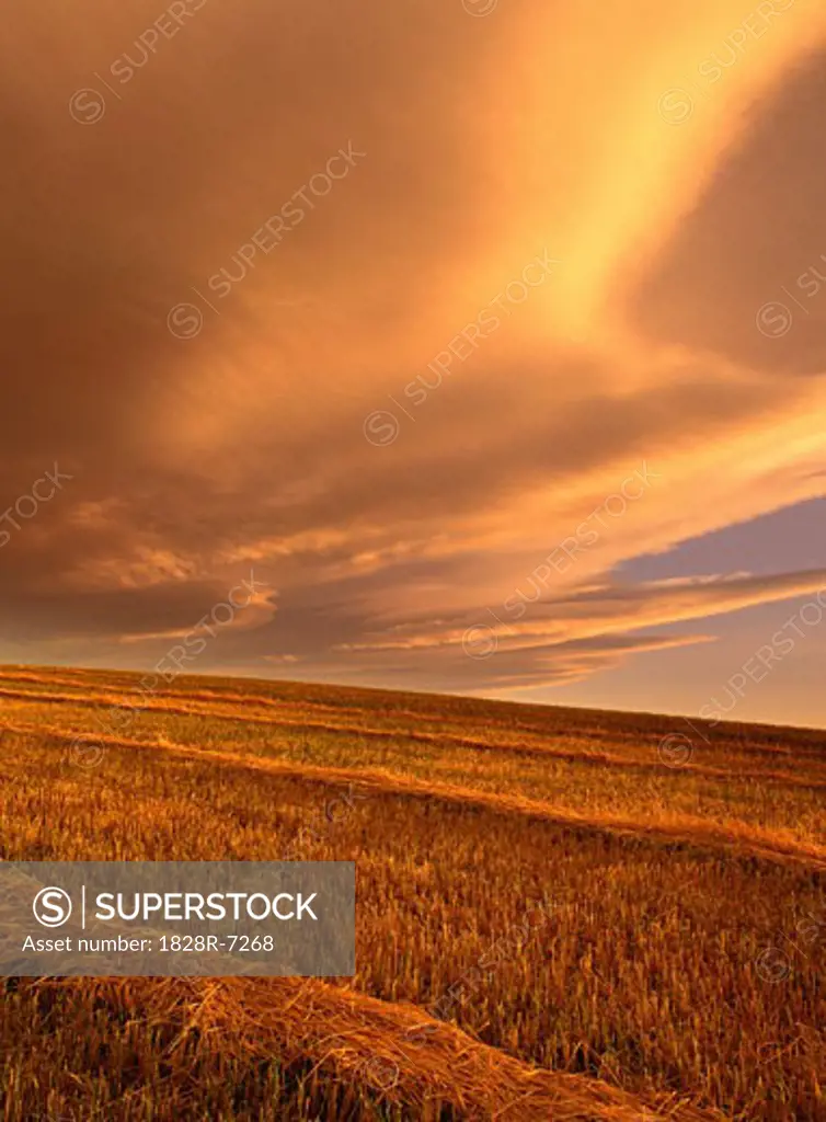 Swathed Field at Sunset near Pincher Creek, Alberta, Canada   