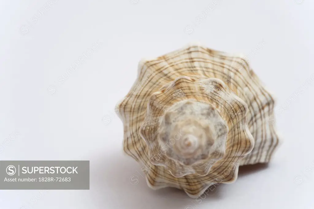 Still Life of Seashell