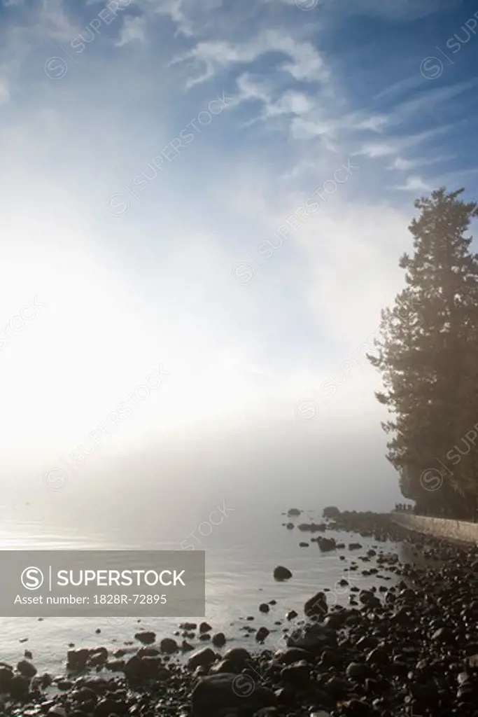 Shoreline and Tree in Fog