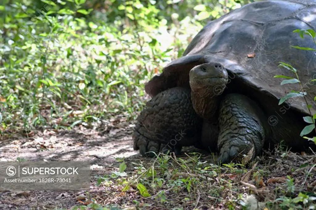 Galapagos Giant Tortoise, Santa Cruz Island, Galapagos Islands, Ecuador
