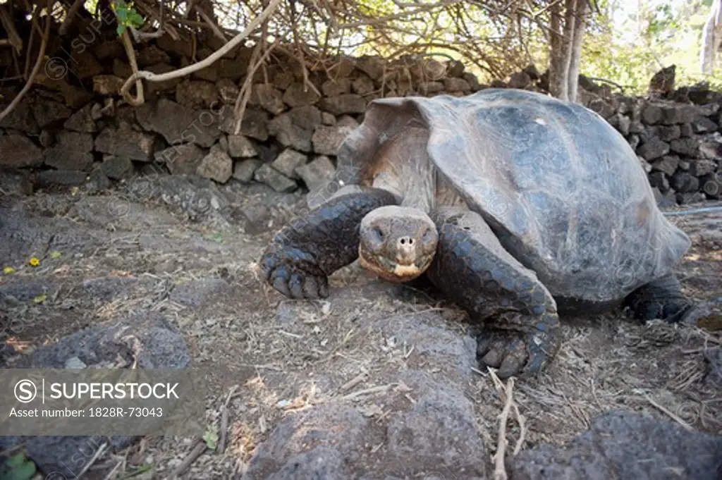 Galapagos Giant Tortoise, Isla Espanola, Galapagos Islands, Ecuador